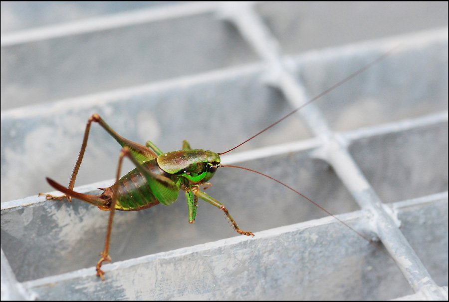 Eupholidoptera sp.